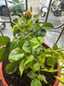 果汁阳台月季花苗四季开花卉盆栽绿植物室内花易活玫瑰带花苞庭院 果汁阳台【大花浓香，月月开分枝多】 【带花苞】【盆口径15cm】原盆冠25高35 实拍图