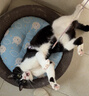 疯狂的主人 猫抓板窝超大号猫玩具猫爪板猫抓盆不掉屑猫窝碗形圆形瓦楞纸 实拍图