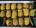 佳沛（zespri）新西兰 阳光金奇异果12粒特大果单果124-146g 猕猴桃水果礼盒 实拍图