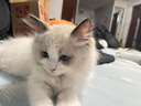 雷士（NVC）LED灯盘吸顶灯替换灯芯灯板磁吸光源模组环形灯管62瓦白光6500K 实拍图