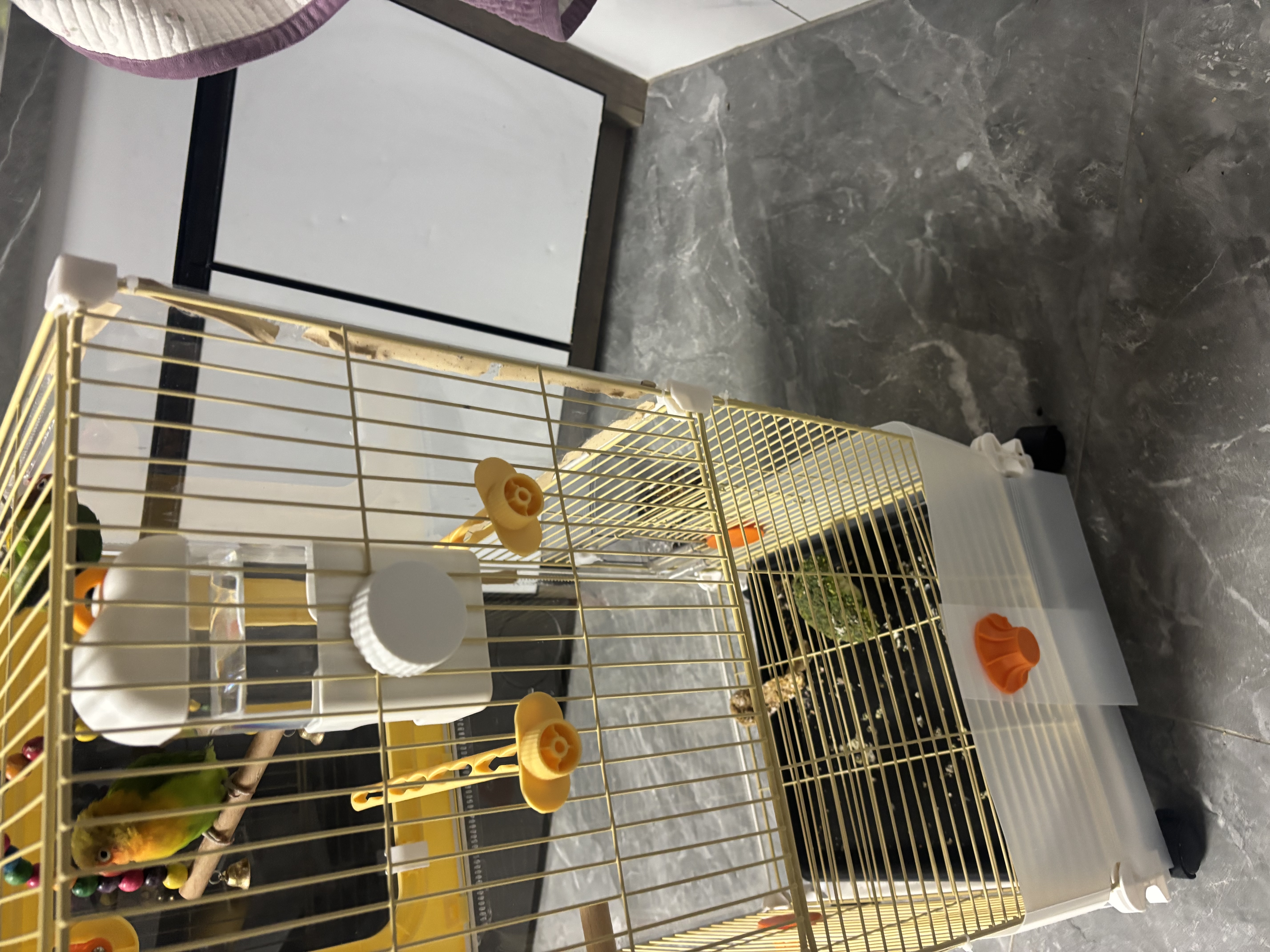 蔻丝鹦鹉专用鸟笼可造景鸟笼可挂洗澡盆繁殖箱小太阳玄凤虎皮牡丹用 正面是透明板好观赏带挡板跟小门可外挂【36*36*82cm】 基础7件套（具体套餐详情可看详情页） 实拍图