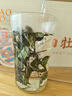 福茗源 茶叶白茶 福鼎白茶寿眉 2016年陈香浓香老白茶叶一饼一泡盒装30g 实拍图