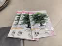 【亏本冲量】新品文竹种子盆栽室内种植室外耐寒花种种籽四季庭院 文竹种子/包约5粒 5包 实拍图