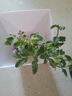 免磨菜刀家用不锈钢超锋利菜刀具套装刀具大全装锻打切肉片砍骨刀 花纹钢水果刀 实拍图