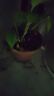 北蔬 西红柿种子种苗盆栽小果大果番茄蔬菜种籽 8种西红柿种子组合 实拍图