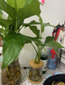 泰西丝水培植物万年青绿植花卉摆件 万年青6株40-50CM不含瓶 源头直发 实拍图