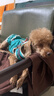 冠能狗粮成犬小型犬狗粮7kg 挑食美毛亮眼 全价狗粮  实拍图