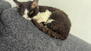 小米（MI）REDMI蓝牙音箱2 绿色 小米音箱音响 长续航 IP67防尘防水 户外便携插卡 音响低音炮 礼物 家用 实拍图