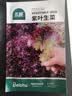 北蔬 紫生菜种子种苗红叶生菜速生耐热四季菜种籽 紫叶生菜种子2000粒 实拍图