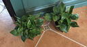 京东绿植绿萝盆栽除甲醛花卉绿植办公室新房净化空气 120款10盆源头直发 实拍图