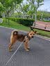 麦富迪 狗狗零食磨牙棒泰迪成幼犬磨牙 清新口气咬胶混合味660g 实拍图