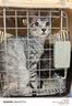 波奇多 宠物航空箱猫狗大容量空运箱 托运航空箱 小号(建议12斤内宠物) 实拍图