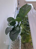 云峰海瑞水草活体懒人草鱼缸造景活体水草套餐鱼缸水草有茎类中后景真水草 大叶榕水草1颗 固定净水环1个 实拍图
