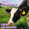 欧德堡（Oldenburger）A2β酪蛋白儿童奶 全脂纯牛奶125ml*24整箱装 早餐奶 实拍图
