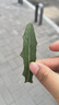 膜法世家补水美白组合面膜20片 烟酰胺美白补水保湿 去黄提亮送妈妈 实拍图