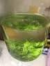 小叶苦丁茶特级2026嫩芽正宗贵州苦丁新茶叶降i血压血糖泡水喝 全家共享囤货 足量新茶 远离火气困扰 125g*8罐 实拍图
