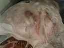 龙大肉食猪里脊肉净重2斤 猪通脊猪外脊 猪肉生鲜 烧烤食材 出口日本级 实拍图