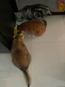 LEGENDSANDY蓝氏 全价猫粮成猫幼猫生骨肉冻干粮猎鸟乳鸽系列兔肉口味1.5kg*3 实拍图