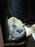 冠能猫粮 全价猫粮成猫7kg+成猫罐头主食罐含鸡肉85g*8 干湿搭配 实拍图