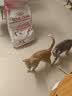 皇家幼猫猫粮 幼猫奶糕 K36 通用粮 4-12月 10KG 实拍图
