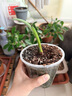 史丹利观叶绿植专用营养土室内盆栽植物通用型土壤盆景种绿植泥炭土10L 实拍图