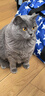 素力高（SolidGold）猫粮进口高蛋白金装金素鸡长肉营养成猫全价猫粮15磅/6.8kg 实拍图