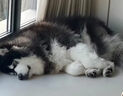 宠物镇定剂宠物睡眠药快速睡觉镇定剂猫咪狗狗乱叫克星防猫狗宠物乱叫宠物情绪舒缓稳定剂喷雾 一瓶装【猫狗睡眠片】 实拍图