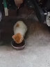 领先成猫尝鲜礼包主食级烘焙猫粮猫条餐盒汤包（新老款随机发货） 实拍图