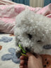 力狼狗粮 全价成犬粮 博美泰迪金毛阿拉斯加边牧大中小犬型粮 【鲜肉升级3.0-护胃健骨】鲜鸭肉梨4斤 实拍图