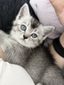 麦德氏猫咪专用羊奶粉200g 幼猫奶粉成猫羊奶粉新生猫咪宠物羊奶粉 猫咪专用羊奶粉 实拍图