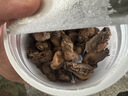 绿帝 海产干货 蚝干 牡蛎干 海蛎干 208g 实拍图