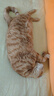 伟嘉成猫猫粮3.6kg吞拿鱼及三文鱼口味布偶加菲英短猫咪成猫全价粮 实拍图