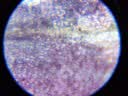 科学罐头（Science  can）六一儿童节礼物显微镜生日学生便携男女孩6-12岁益智玩具户外礼盒 实拍图