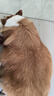 贝卫多狗狗体外驱虫药犬用长效打虫药外驱蜱虫跳蚤虱子疥螨蠕形螨 250mg【4.5-10kg】 1片*1盒 实拍图