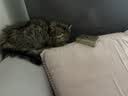 汪野君养猫新手全套用品猫砂盆套装喂食喂水器绒布猫窝猫玩具组合十件套 实拍图