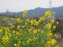 松下（Panasonic）Lumix G100D M43画幅相机 M43卡口 微单相机 无反数码相机 G100D+【12-60mm白盒】单镜套装 实拍图