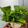 京东绿植绿萝盆栽除甲醛花卉绿植办公室新房净化空气 120款10盆源头直发 实拍图
