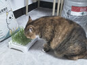 疯狂的主人猫草盆栽无土水培种植套装小麦种子天然猫草猫咪零食化毛去毛球 实拍图