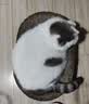 【京东物流】猫抓板磨爪猫窝一体耐磨不掉屑超大号猫玩具猫咪用品 椭圆小号+猫薄荷 实拍图