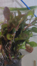 疯狂水草浮萍水草鱼缸造景水生植物古法鱼缸水草真水草净化1 源头直发包邮 实拍图
