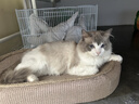 光多拉彩虹猫隧道加长125cm带逗猫球自嗨解闷钻洞迷宫小猫咪玩具可折叠 实拍图