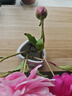 盛世泰堡 陶瓷花瓶花艺装饰摆件插花瓶瓷器桌面装饰11.3cm 实拍图