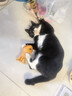 HELLOJOY吸水毛巾【加厚中号60X40cm】猫咪用品洗澡神器超强速干浴巾 实拍图