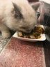 亿迪 冻干猫粮幼猫成猫10斤全价布偶蓝猫英短成年全阶段 实拍图