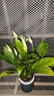 年宵花【热销款】白掌一帆风顺盆栽水培植物绿植过年装饰摆件年货 特级白掌带花+繁星自吸盆 实拍图