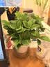 绿有意绿植盆栽多肉花卉盆栽植物室内桌面水培绿植办公室客厅植物懒人 清香3盆】栀子花+九里香+茉莉花 实拍图