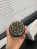 采药师黑檀木牛角齿头皮按摩梳腹部经络刷头部梳子落枕颈椎刮痧三伏养生祛湿七夕情人节礼物送女生教师节礼物 实拍图
