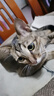 疯狂的主人 猫抓板窝超大号猫玩具猫爪板猫抓盆不掉屑猫窝碗形圆形瓦楞纸 实拍图