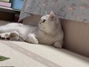 艾禾美（ARM&HAMMER）铁锤猫砂黑盒蓝标28磅膨润土钠基矿石矿砂进口猫咪沙用品除臭低尘 实拍图