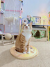 HELLOJOY猫抓板贴墙立式墙贴瓦楞纸耐抓耐磨不掉屑防猫抓垫沙发保护磨爪贴 实拍图